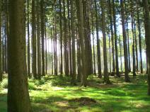 Tief im Teutoburger Wald